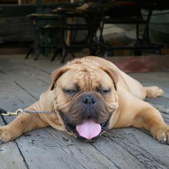 Dog hot in the summer