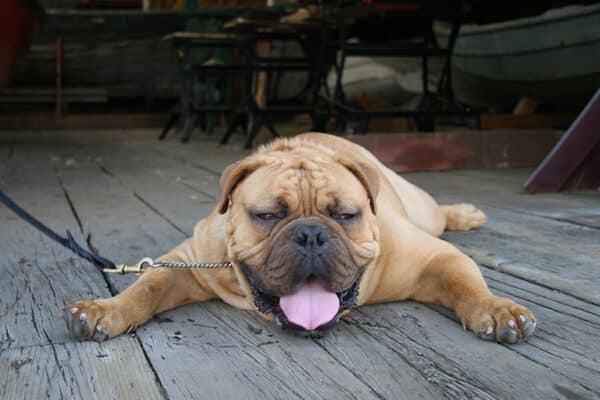 blog-hot-summer - Aspen Creek Heating & Air Dog Hot in the Summer